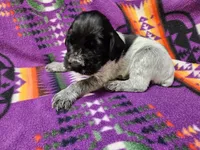 Moose tracks, a male German Wirehaired Pointer for sale in Aberdeen, SD – 5 of 7