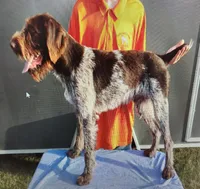 Moose tracks, a male German Wirehaired Pointer for sale in Aberdeen, SD – 6 of 7