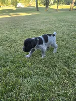 Moose tracks, a male German Wirehaired Pointer for sale in Aberdeen, SD – 4 of 7
