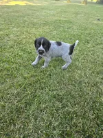 Salted Carmel, a female German Wirehaired Pointer for sale in Aberdeen, SD – 2 of 6