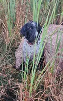 Rocky Road, a male German Wirehaired Pointer for sale in Aberdeen, SD – 5 of 6