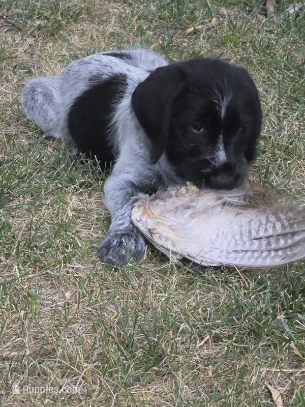 Cookies and Cream – German Wirehaired Pointer puppy for sale in Aberdeen, SD