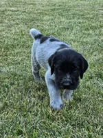 Moose tracks, a male German Wirehaired Pointer for sale in Aberdeen, SD – 2 of 7