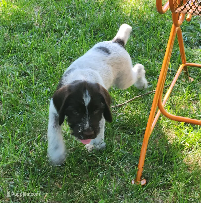 Rocky Road – German Wirehaired Pointer puppy for sale in Aberdeen, SD