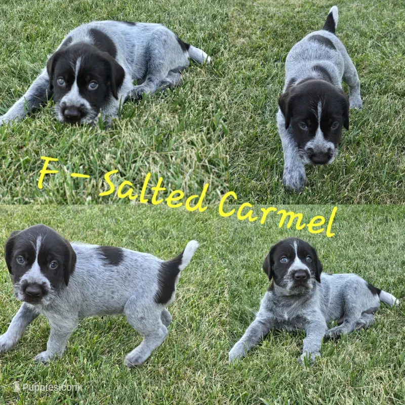 Salted Carmel – German Wirehaired Pointer puppy for sale in Aberdeen, SD