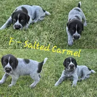 Salted Carmel, a female German Wirehaired Pointer for sale in Aberdeen, SD – 1 of 6