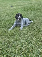 Salted Carmel, a female German Wirehaired Pointer for sale in Aberdeen, SD – 3 of 6