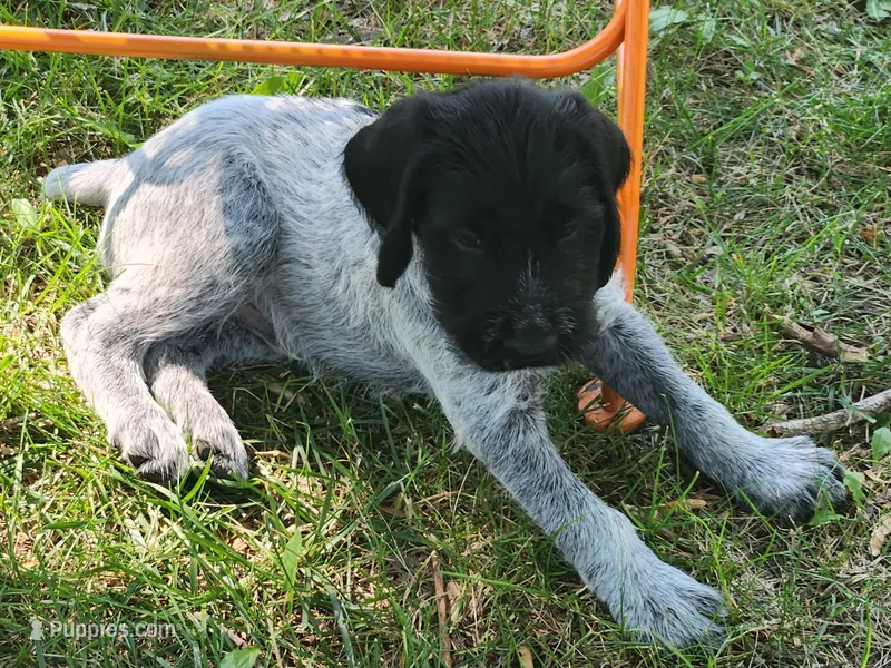 Moose tracks – German Wirehaired Pointer puppy for sale in Aberdeen, SD