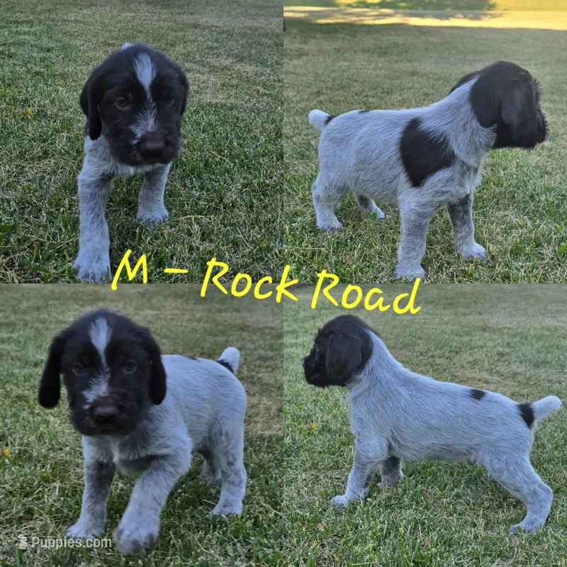 Rocky Road – German Wirehaired Pointer puppy for sale in Aberdeen, SD