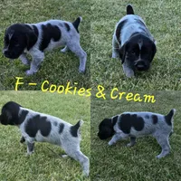 Cookies and Cream, a female German Wirehaired Pointer for sale in Aberdeen, SD – 1 of 6
