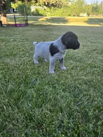Rocky Road, a male German Wirehaired Pointer for sale in Aberdeen, SD – 3 of 6