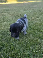 Moose tracks, a male German Wirehaired Pointer for sale in Aberdeen, SD – 3 of 7