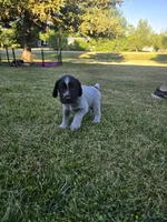 Rocky Road, a male German Wirehaired Pointer for sale in Aberdeen, SD – 2 of 6