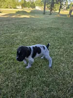 Cookies and Cream, a female German Wirehaired Pointer for sale in Aberdeen, SD – 2 of 6