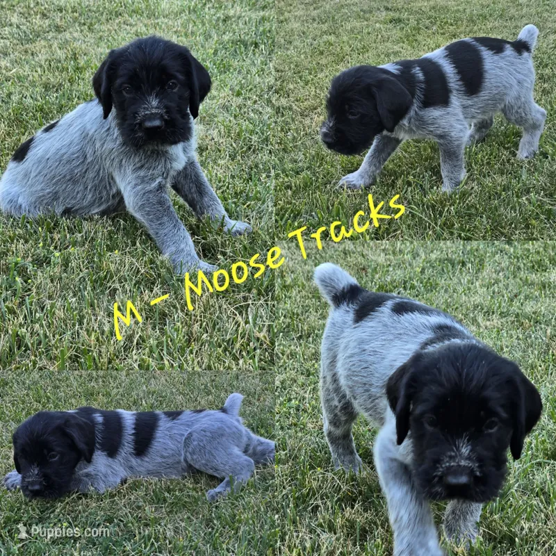 Moose tracks – German Wirehaired Pointer puppy for sale in Aberdeen, SD
