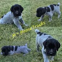 Moose tracks, a male German Wirehaired Pointer for sale in Aberdeen, SD – 1 of 7