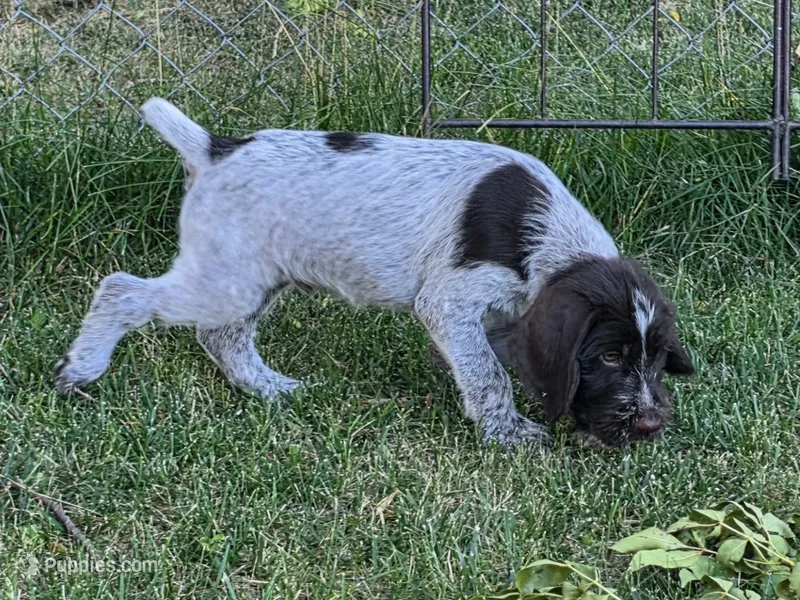 Rocky Road – German Wirehaired Pointer puppy for sale in Aberdeen, SD