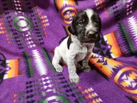 Rocky Road, a male German Wirehaired Pointer for sale in Aberdeen, SD – 4 of 6