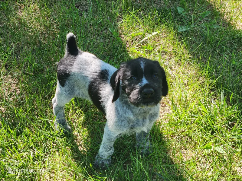 Cookies and Cream – German Wirehaired Pointer puppy for sale in Aberdeen, SD