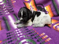 Cookies and Cream, a female German Wirehaired Pointer for sale in Aberdeen, SD – 4 of 6