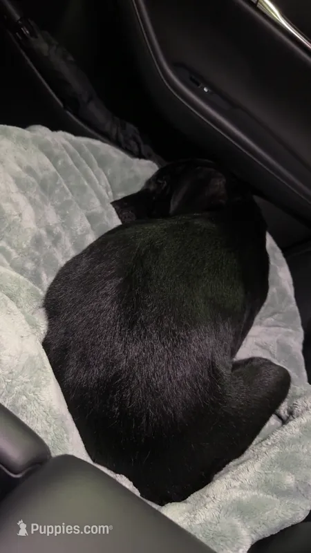 Umbreon – Labrador Retriever puppy for sale in Lithia Springs, GA