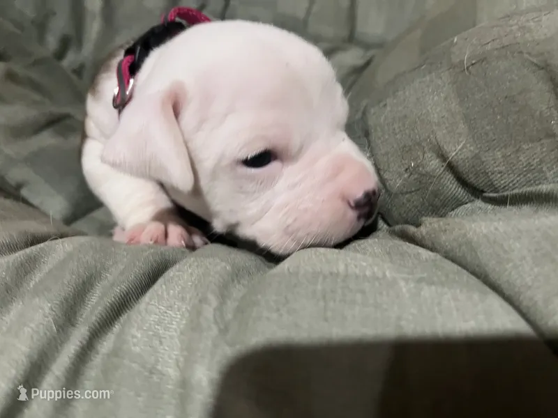 Zoe – American Pit Bull Terrier puppy for sale in Williamsport, PA