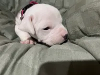 Zoe, a female American Pit Bull Terrier for sale in Williamsport, PA – 1 of 1