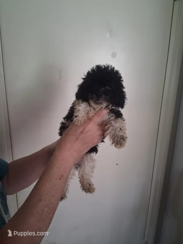 AKC Liberty – Poodle - Toy  puppy for sale in Forsyth, GA