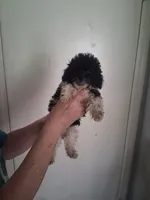 AKC Liberty, a female Poodle - Toy  for sale in Forsyth, GA – 1 of 2