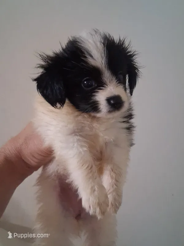 AKC Rhett – Papillon puppy for sale in Forsyth, GA