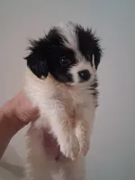 AKC Rhett, a male Papillon for sale in Forsyth, GA – 1 of 3