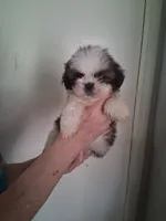 AKC Destiny, a female Shih Tzu for sale in Forsyth, GA – 1 of 2