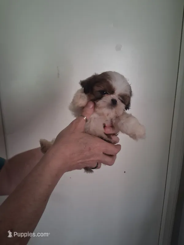 AKC Benny – Shih Tzu puppy for sale in Forsyth, GA