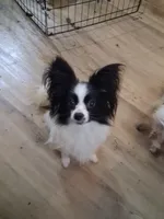 AKC Ryker, a male Papillon for sale in Forsyth, GA – 5 of 5