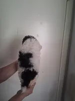 AKC Lydia, a female Poodle - Toy  for sale in Forsyth, GA – 2 of 2