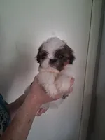 AKC Darcy, a female Shih Tzu for sale in Forsyth, GA – 1 of 2