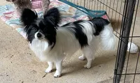 AKC Sadie, a female Papillon for sale in Forsyth, GA – 4 of 4