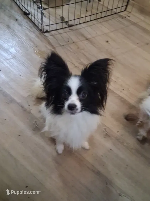 AKC Rhett – Papillon puppy for sale in Forsyth, GA