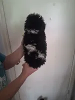 AKC Liberty, a female Poodle - Toy  for sale in Forsyth, GA – 2 of 2