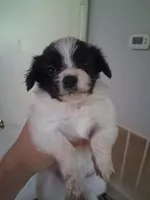 AKC Ryker, a male Papillon for sale in Forsyth, GA – 1 of 5