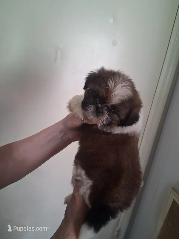 AKC Delilah – Shih Tzu puppy for sale in Forsyth, GA