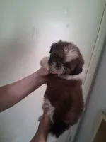 AKC Delilah, a female Shih Tzu for sale in Forsyth, GA – 1 of 2