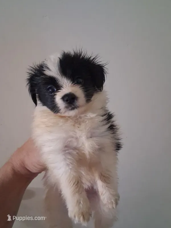 AKC Serenity – Papillon puppy for sale in Forsyth, GA
