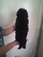 AKC Luna, a female Poodle - Toy  for sale in Forsyth, GA – 2 of 2