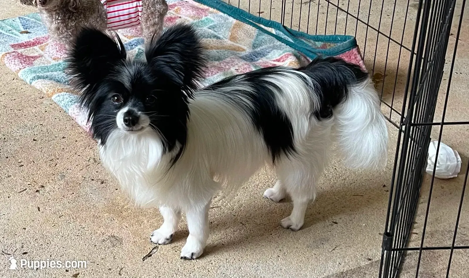 AKC Ryker, a male Papillon for sale in Forsyth, GA – 1 of 2