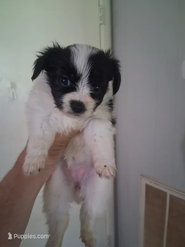 AKC Sadie – Papillon puppy for sale in Forsyth, GA