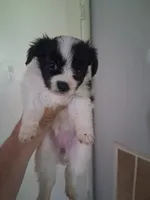 AKC Sadie, a female Papillon for sale in Forsyth, GA – 1 of 4