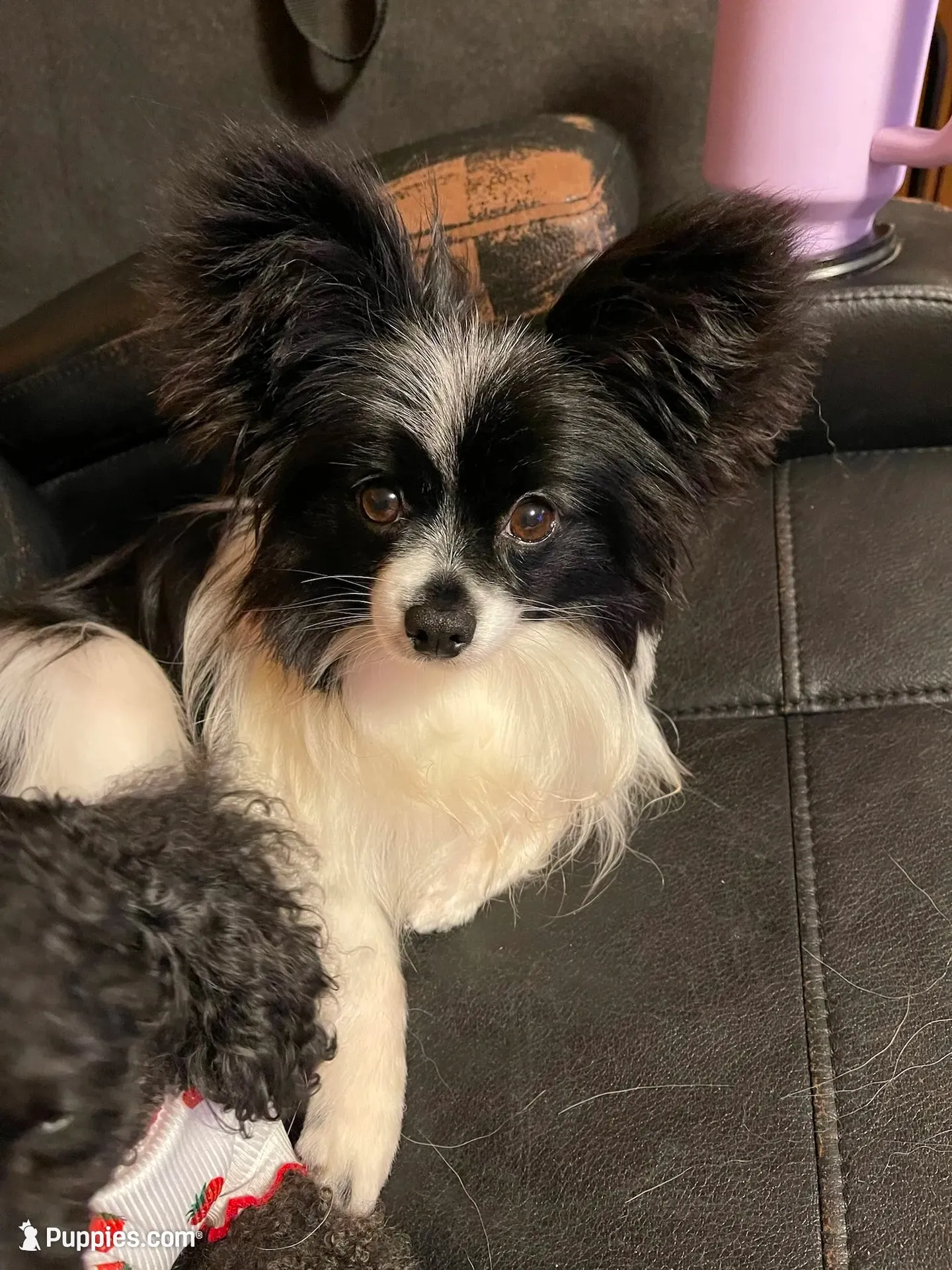 AKC Ryker, a male Papillon for sale in Forsyth, GA – 2 of 2