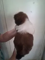 AKC Darcy, a female Shih Tzu for sale in Forsyth, GA – 2 of 2