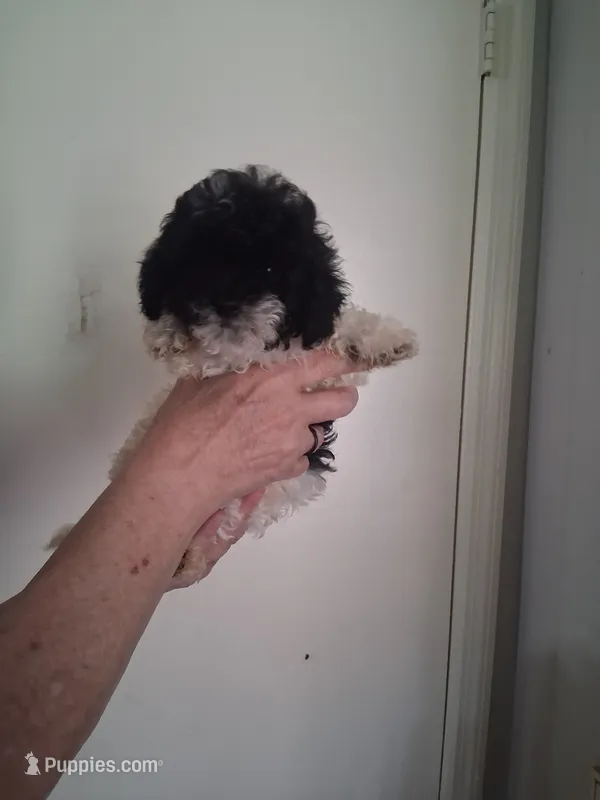 AKC Lydia – Poodle - Toy  puppy for sale in Forsyth, GA